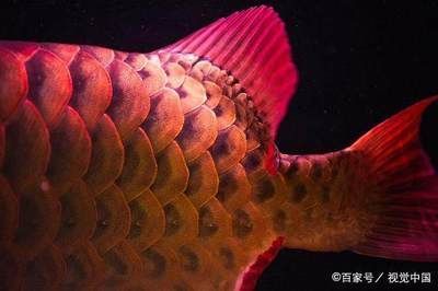 紅龍魚又叫什么魚，紅龍魚的別稱dragonfish，紅龍魚的別稱是骨舌魚 紅龍魚又叫什么魚，紅龍魚的別稱dragonfish，紅龍魚的別稱是骨舌魚 龍魚百科 第5張