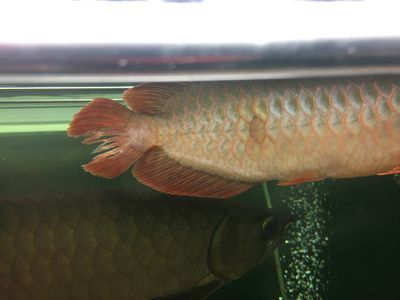 龍魚尾巴長疙瘩：龍魚尾巴長疙瘩可能是由于多種原因引起的
