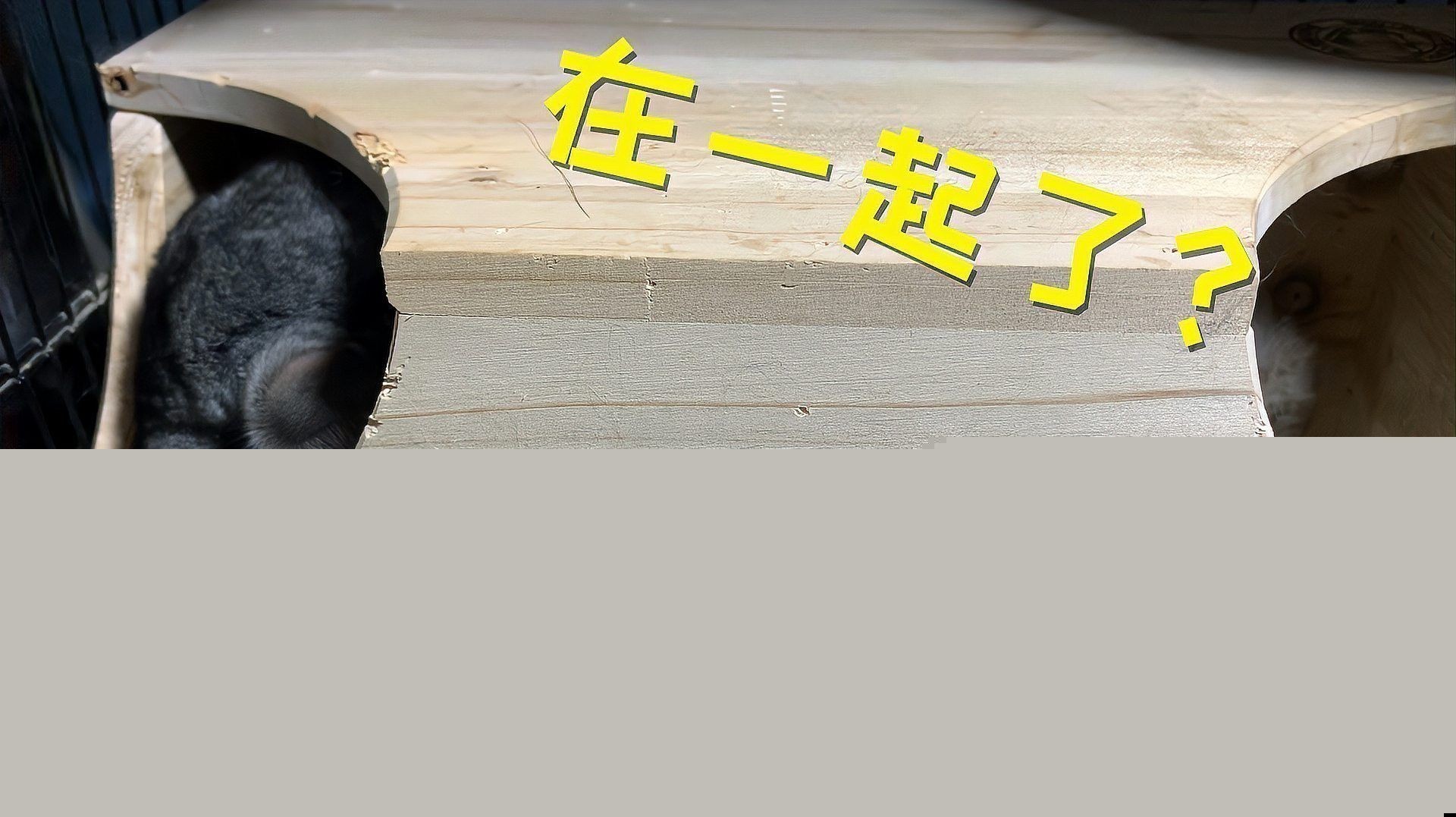 龍貓合籠后需要多久觀察