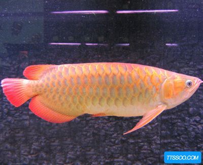觀賞金龍魚好吃嗎怎么養：觀賞金龍魚經濟價值高但并不建議食用而不建議食用