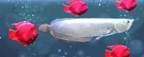 什么樣的銀龍魚品質好養（銀龍魚品質選擇和飼養關鍵點銀龍魚日常護理要點）