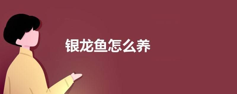 什么樣的銀龍魚品質好養（銀龍魚品質選擇和飼養關鍵點銀龍魚日常護理要點）