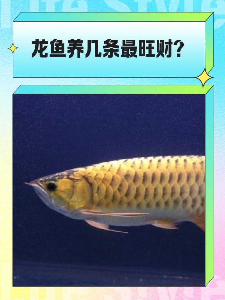 龍魚養(yǎng)幾條