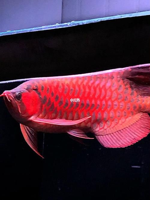 能推薦一些紅龍魚高清壁紙嗎？ 能推薦一些紅龍魚高清壁紙嗎？ 龍魚百科 第19張