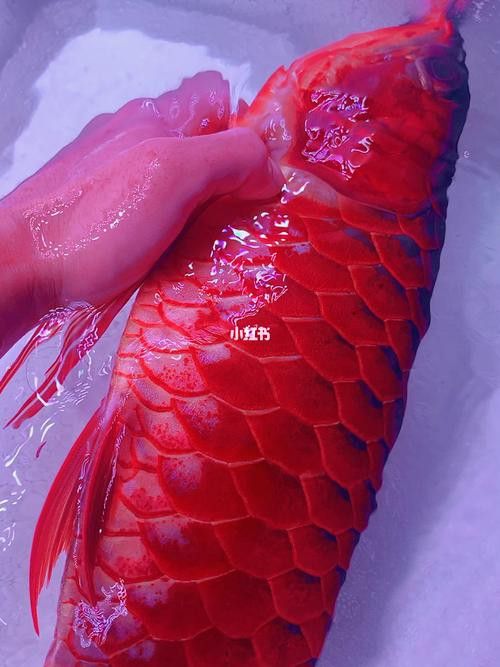 能推薦一些紅龍魚高清壁紙嗎？ 能推薦一些紅龍魚高清壁紙嗎？ 龍魚百科 第23張