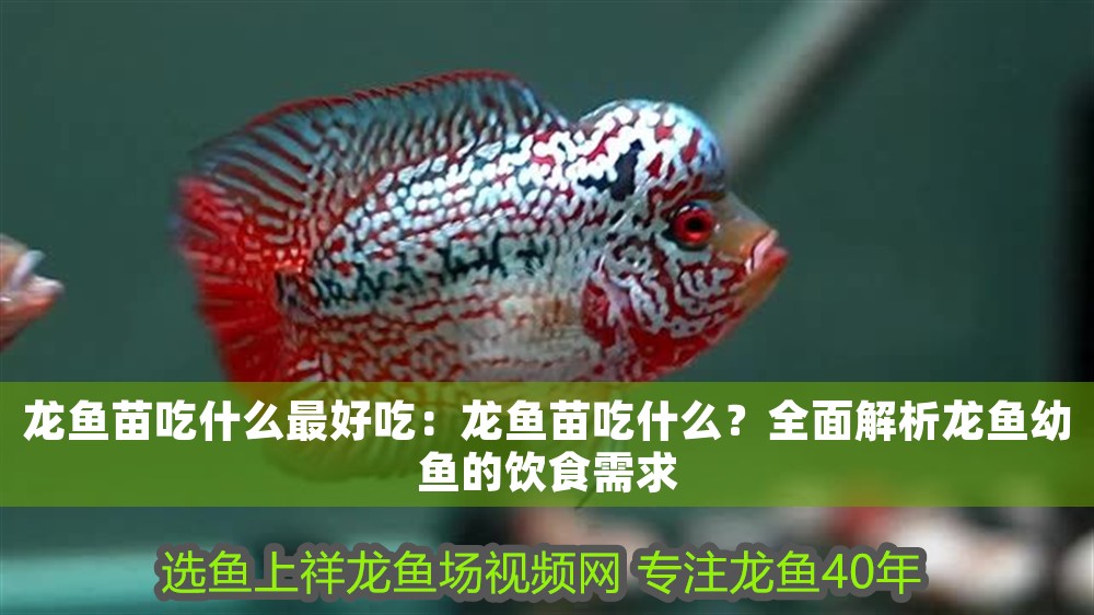 龍魚苗吃什么最好吃：龍魚苗吃什么？全面解析龍魚幼魚的飲食需求