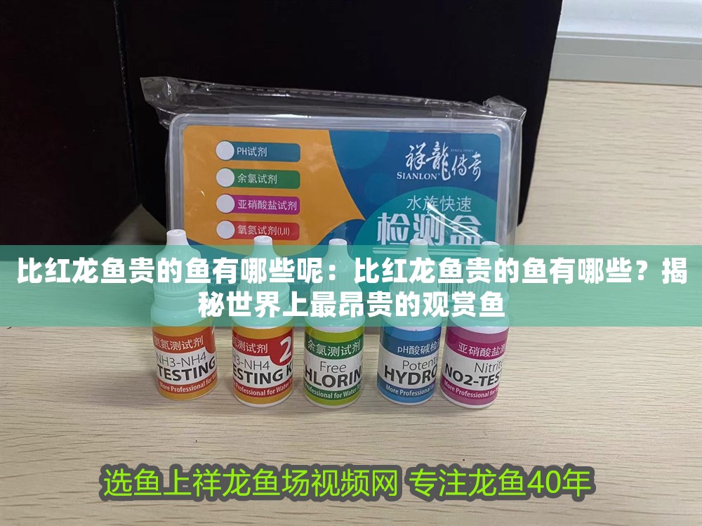 比紅龍魚貴的魚有哪些呢：比紅龍魚貴的魚有哪些？揭秘世界上最昂貴的觀賞魚