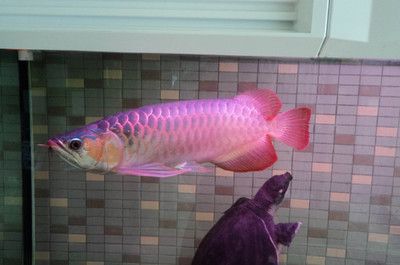 銀龍魚常溫能養(yǎng)嗎（養(yǎng)殖銀龍魚需要注意以下幾點，銀龍魚可以勉強存活）