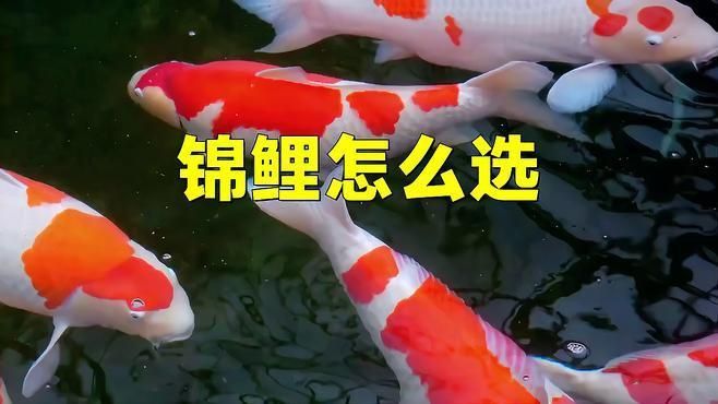 面迫白寫錦鯉的挑選