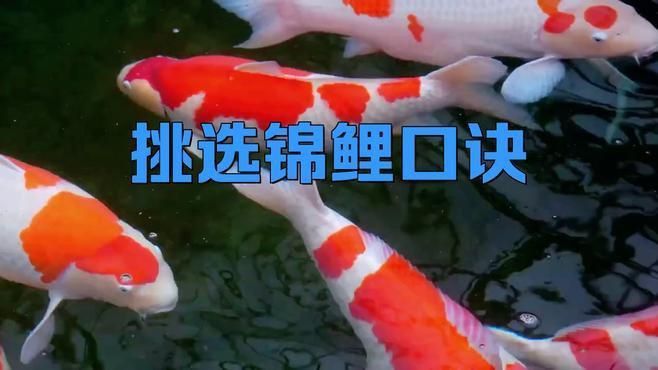 面迫白寫錦鯉的挑選