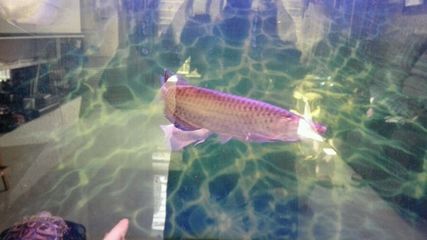 小龍魚入缸多久適應(yīng)：小龍魚入缸后一般需要一周左右的時間來適應(yīng)新環(huán)境