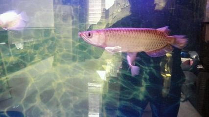 小龍魚入缸多久適應(yīng)：小龍魚入缸后一般需要一周左右的時間來適應(yīng)新環(huán)境