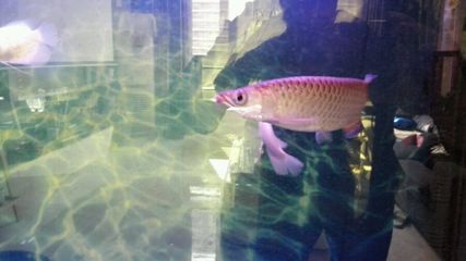 小龍魚入缸多久適應(yīng)：小龍魚入缸后一般需要一周左右的時間來適應(yīng)新環(huán)境