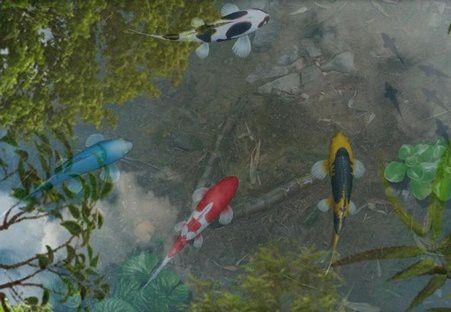 紅龍魚壁紙動態(tài)版如何下載？