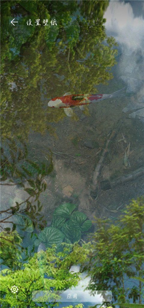 紅龍魚壁紙動態(tài)版如何下載？
