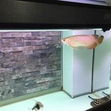 彩蝶龍魚缸能養(yǎng)海水魚嗎：彩蝶魚缸適合養(yǎng)海水魚嗎