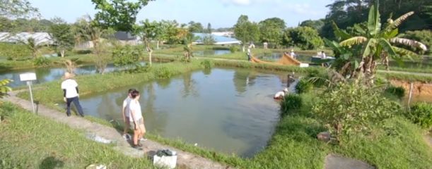 印尼龍魚最大的養殖基地在哪里有：印尼紅龍魚養殖場是目前世界上最大的龍魚養殖基地之一