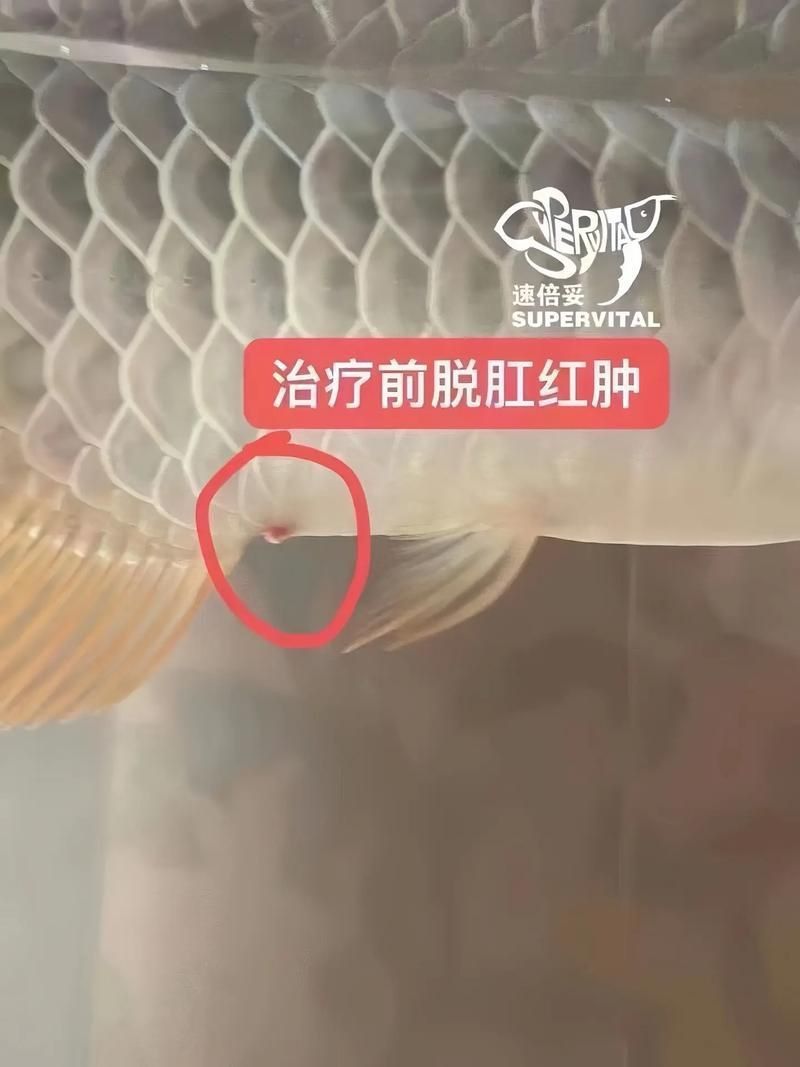 龍魚(yú)得了腸炎癥狀圖片