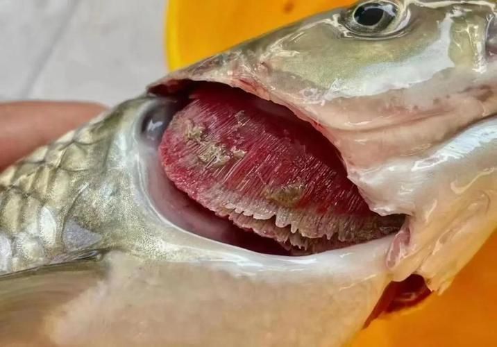 龍魚(yú)得了腸炎癥狀圖片