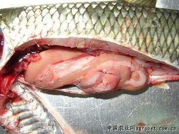 龍魚(yú)得了腸炎癥狀圖片