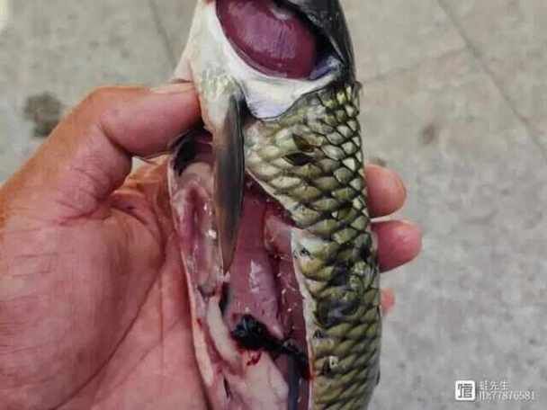 龍魚(yú)得了腸炎癥狀圖片