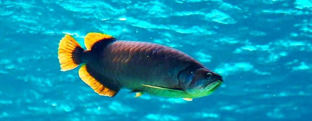 紅龍是金龍魚嗎圖片