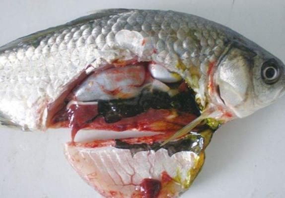 龍魚(yú)得了腸炎癥狀圖片