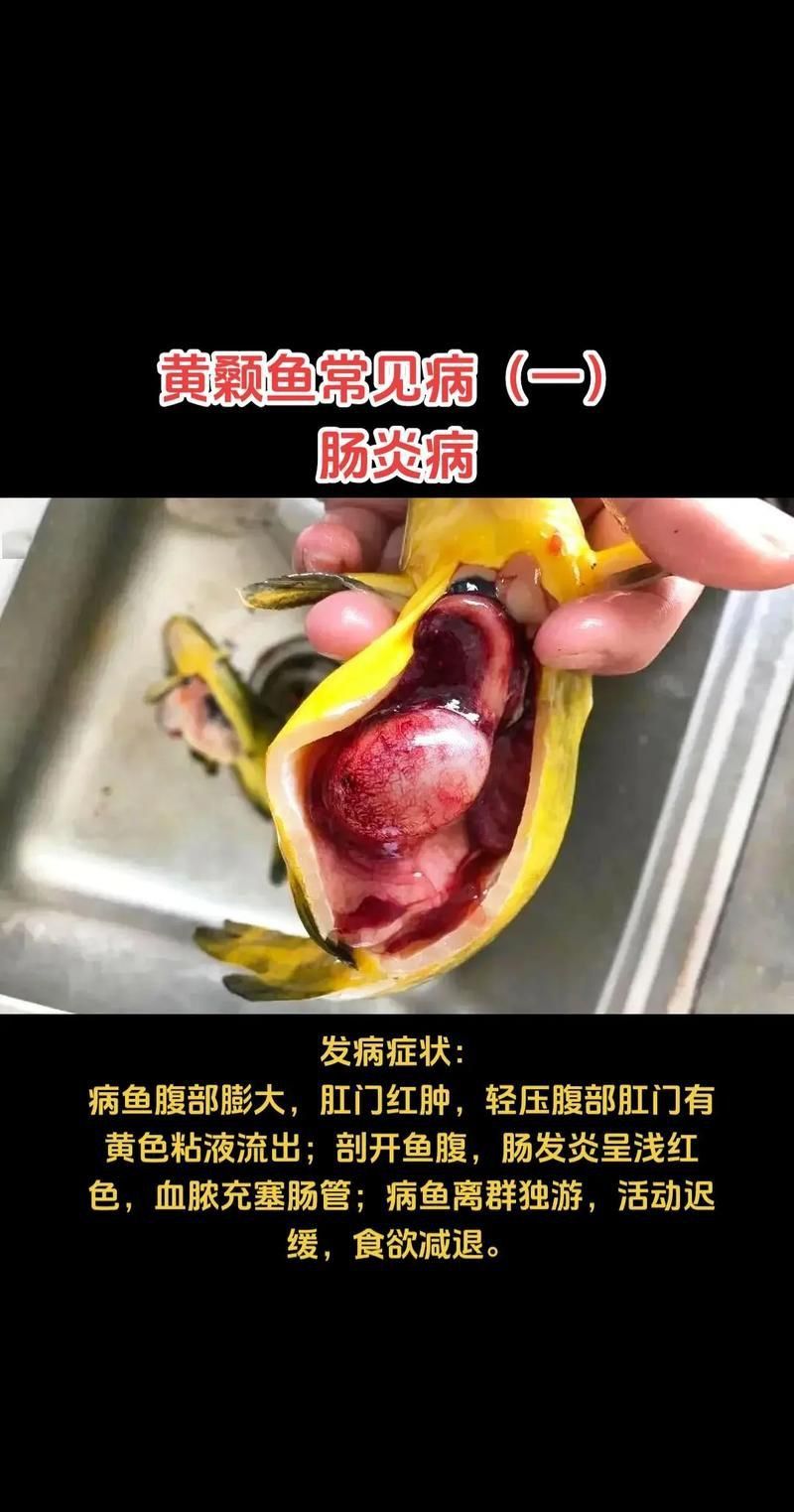 龍魚(yú)得了腸炎癥狀圖片
