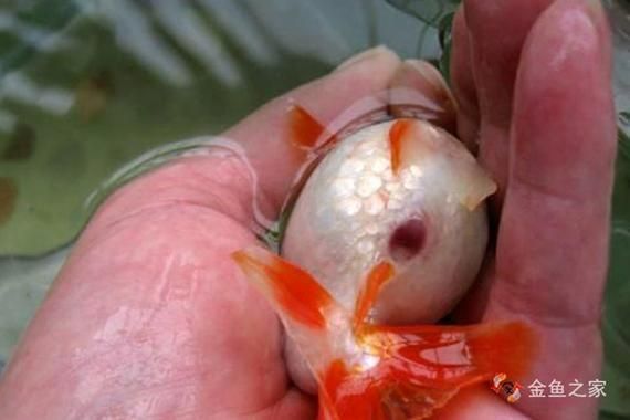 龍魚(yú)得了腸炎癥狀圖片