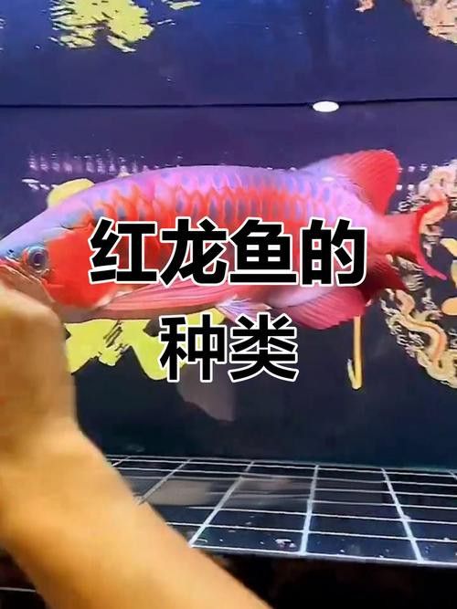 紅龍是金龍魚嗎圖片