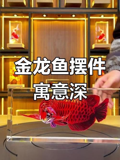 紅龍是金龍魚嗎圖片
