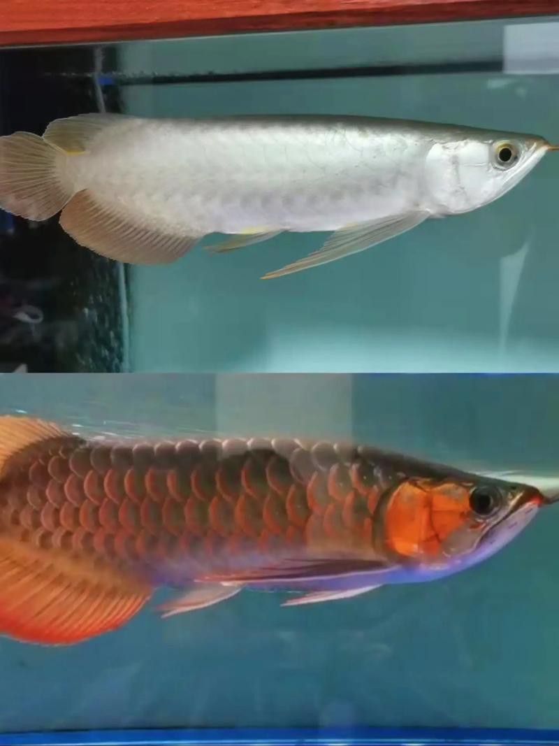 紅龍是金龍魚嗎圖片