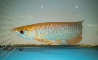 龍魚尾巴燒尾怎么治療圖片：龍魚尾巴燒尾怎么辦