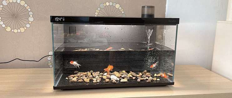 龍魚兜嘴是什么樣子，：龍魚兜嘴是一種影響龍魚外觀美觀的現象，龍魚兜嘴是什么樣子