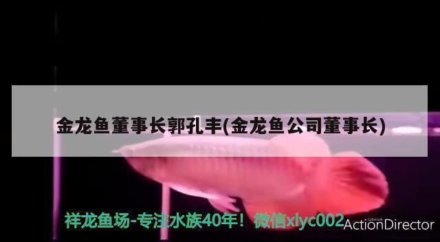 龍魚糧哪個(gè)品牌好一點(diǎn)：如何選擇龍魚糧 龍魚糧哪個(gè)品牌好一點(diǎn)：如何選擇龍魚糧 龍魚百科 第3張