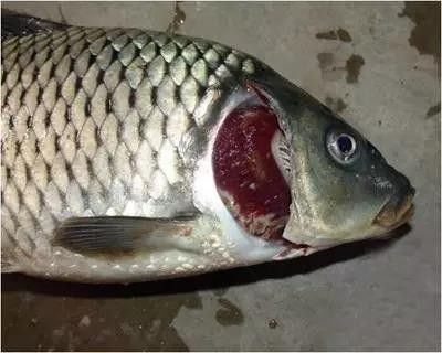 龍魚鰓蓋爛洞如何早期發現？