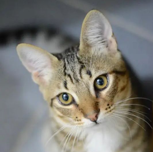 巨骨舌魚爆口吐血