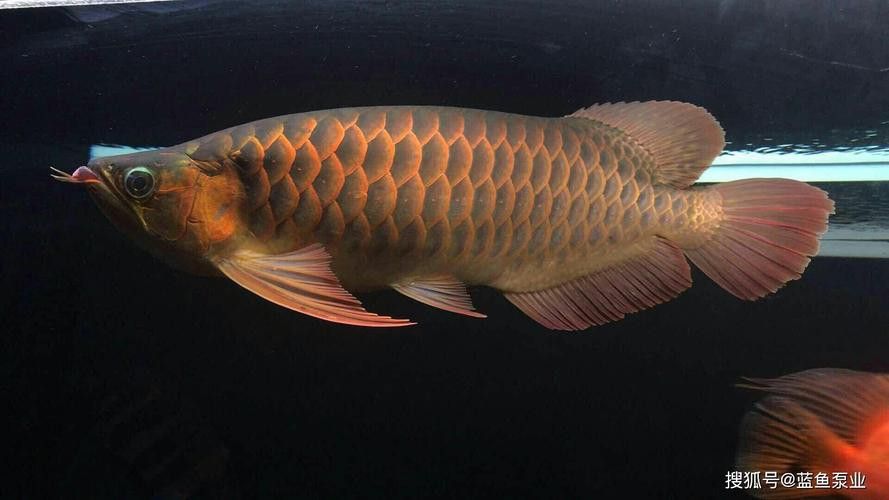 祥龍魚場觀賞魚圖片大全大圖