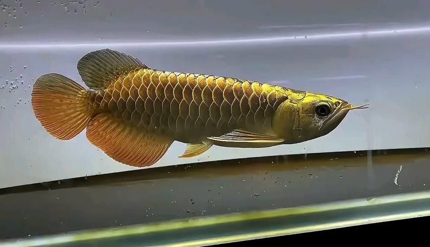 祥龍魚場觀賞魚圖片大全大圖