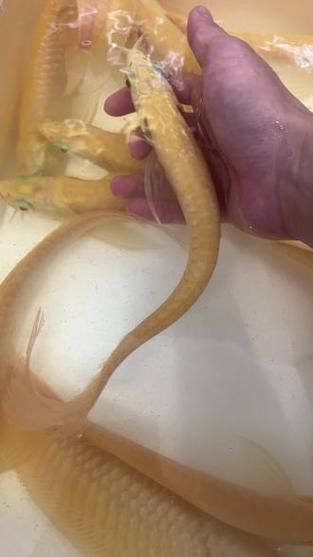 祥龍魚場觀賞魚圖片大全大圖