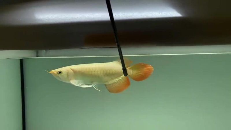 祥龍魚場觀賞魚圖片大全大圖