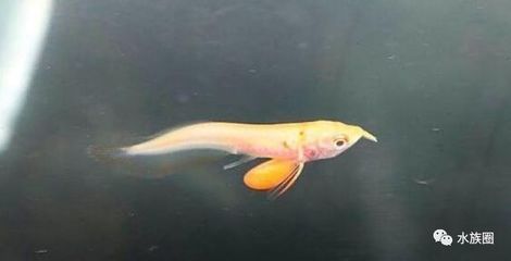 白子銀龍魚苗怎么養活的：白子銀龍魚苗養殖指南