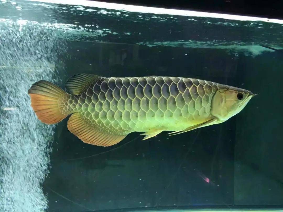 古典過背金龍魚的飼養環境是怎樣的？：古典過背金龍魚的飼養