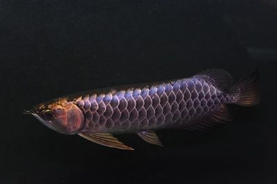 龍魚疾病預防：龍魚疾病的預防
