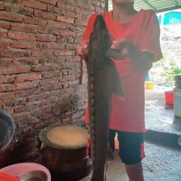 食用龍魚多少錢一斤