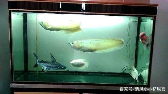 龍魚配對成功了以后還打架嗎怎么辦啊：龍魚配對成功之后，是否會發生打架行為是一個值得探討的問題