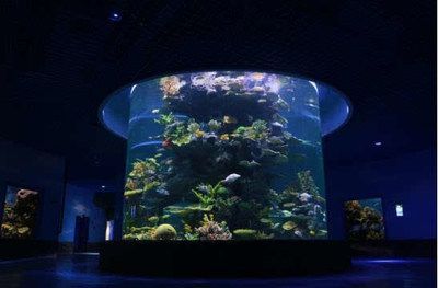 魚缸水發黃怎樣處理干凈（如何煮沸沉木去雜質？魚缸除藻生物有哪些？）