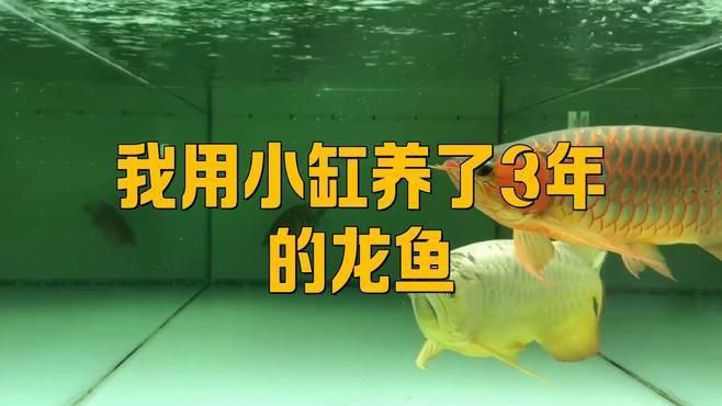 龍魚長(zhǎng)身好還是短身好