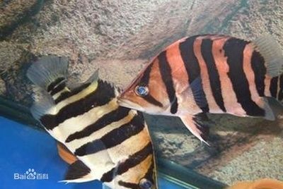 龍魚出自哪里（泰國斗魚與龍魚的區別,柬埔寨龍魚文化象征意義）