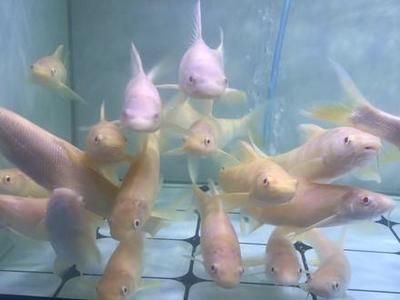 養(yǎng)紅眼招財龍魚好嗎（紅眼招財龍魚是一種中大型觀賞魚，紅眼招財龍魚是一種美麗的觀賞魚）